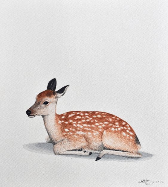 Picture of Deer Series