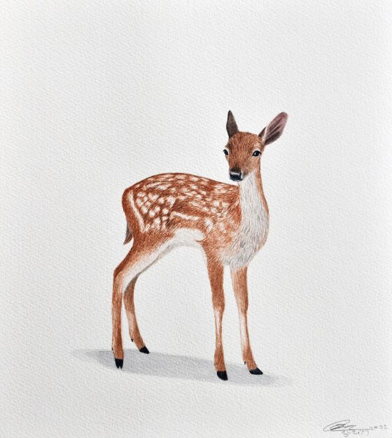 Picture of Deer Series