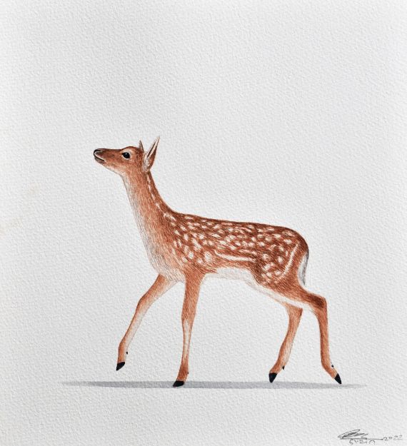 Picture of Deer Series