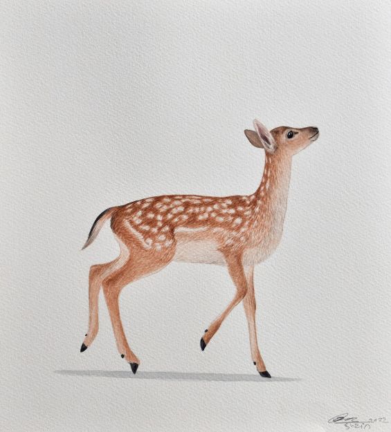 Picture of Deer Series