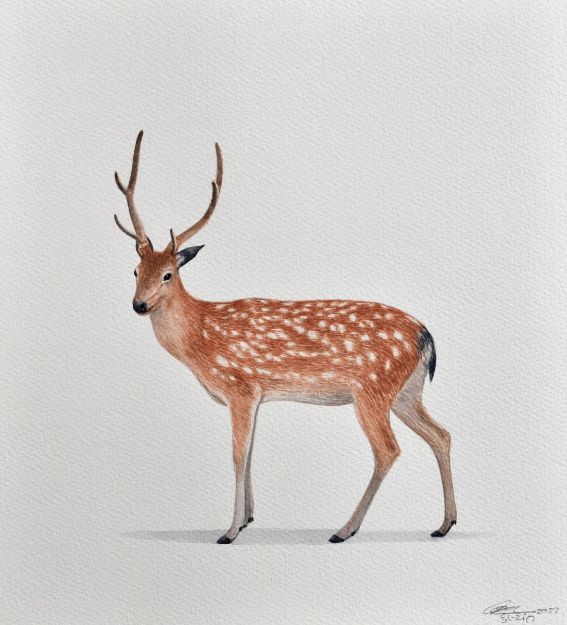 Picture of Deer Series