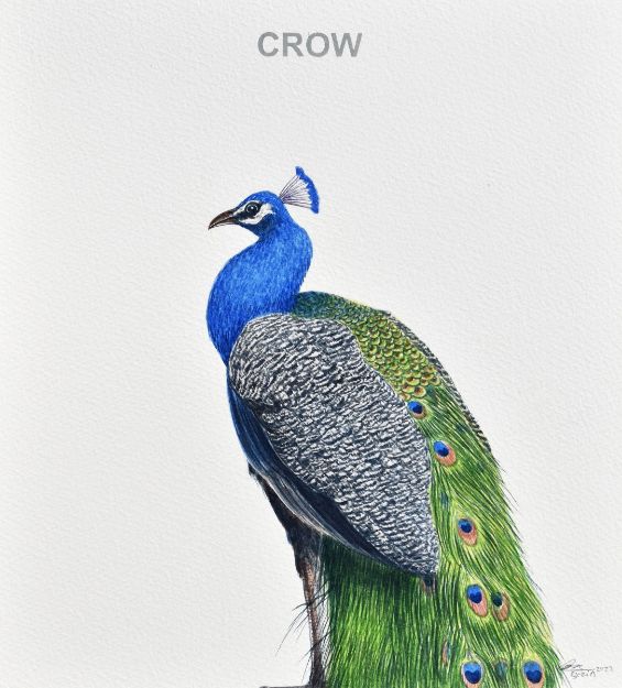 Picture of Crow