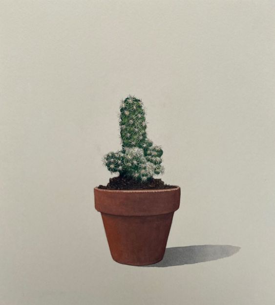 Picture of Cactus-3