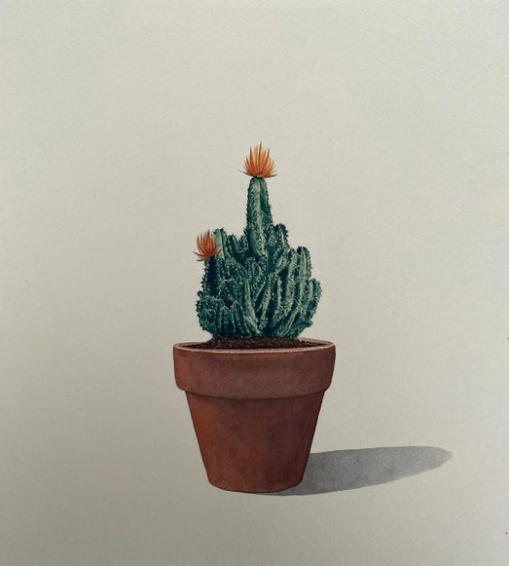 Picture of Cactus-5