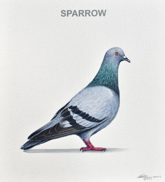 Picture of Sparrow