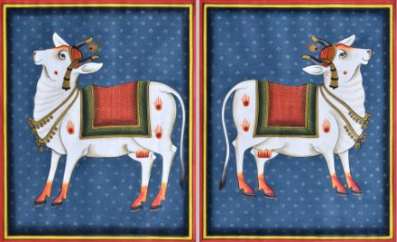 Picture of Cows with Blue Background