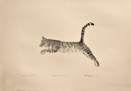 Picture of Cat Movement