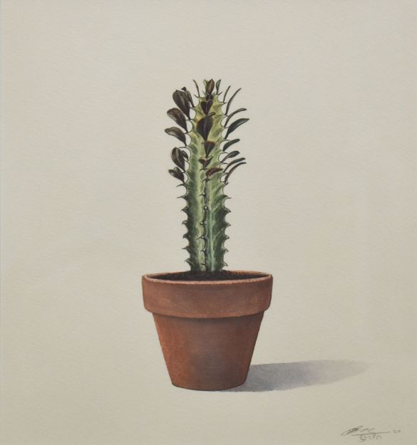 Picture of Cactus-8
