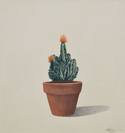 Picture of Cactus-5