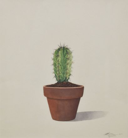Picture of Cactus-4