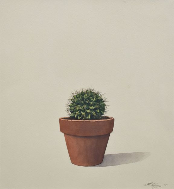 Picture of Cactus-2