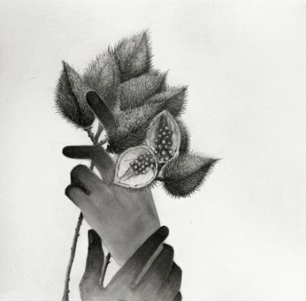 Picture of Echoes in my palm-IV