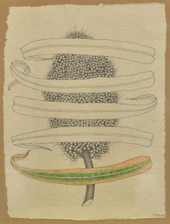 Picture of Full of seeds