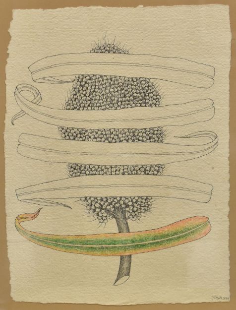 Picture of Full of seeds